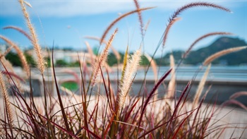 <em>Pennisetum advena</em> 'Rubrum'